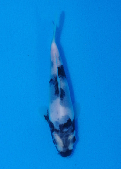 14.5cm Shiro Utsuri
