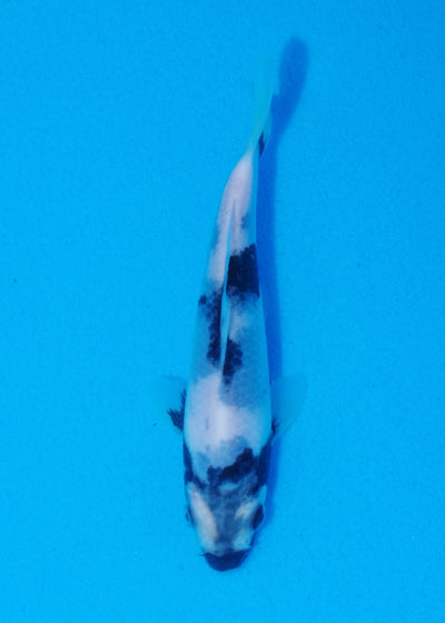 14.5cm Shiro Utsuri