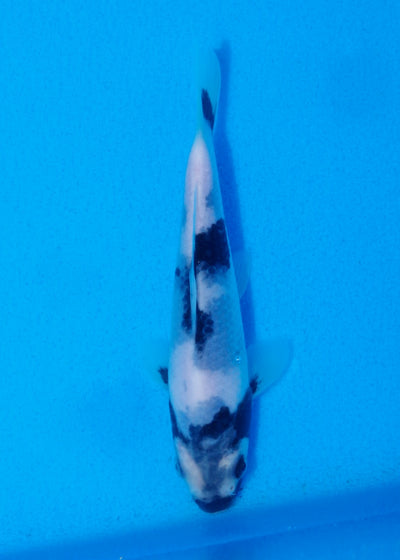 14.5cm Shiro Utsuri