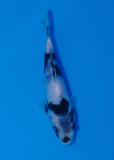 17.5cm Shiro Utsuri