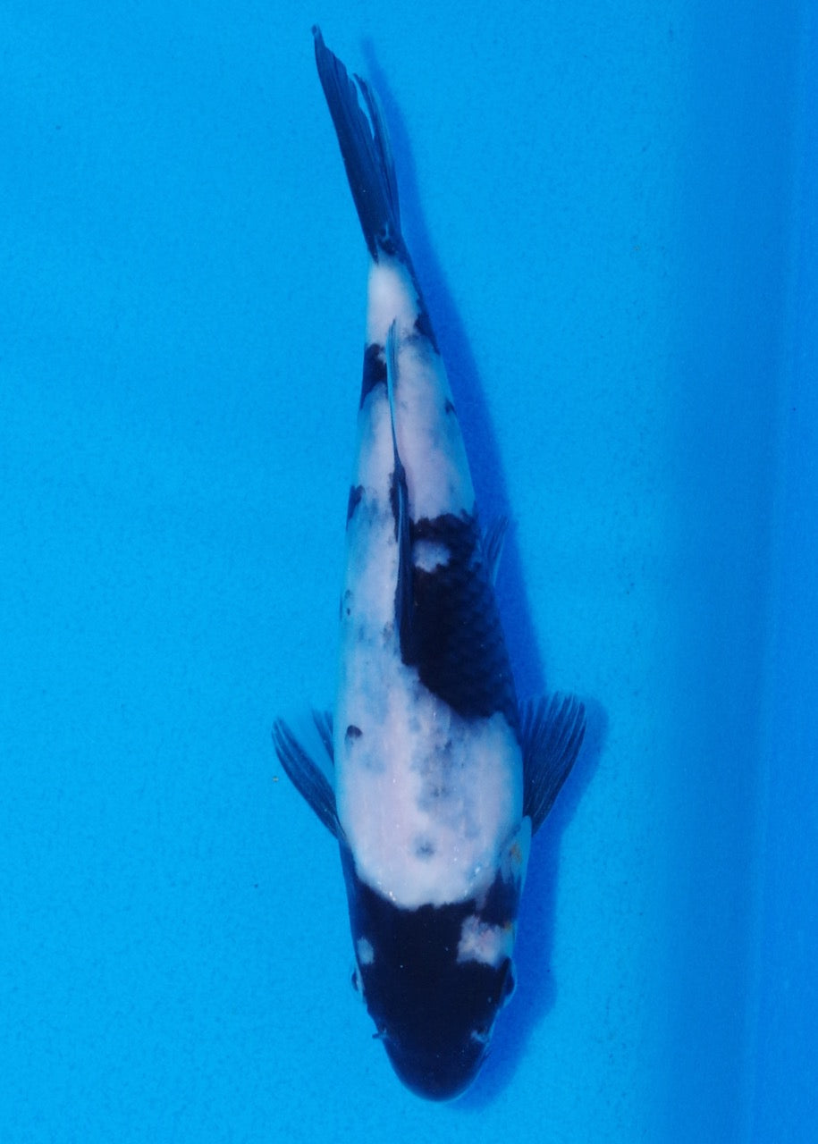 18.5cm Shiro Utsuri
