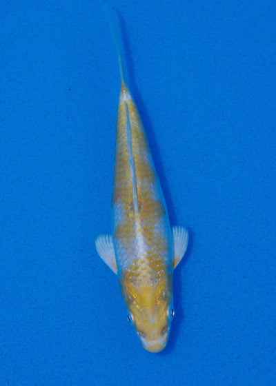 14.5cm Hariwake