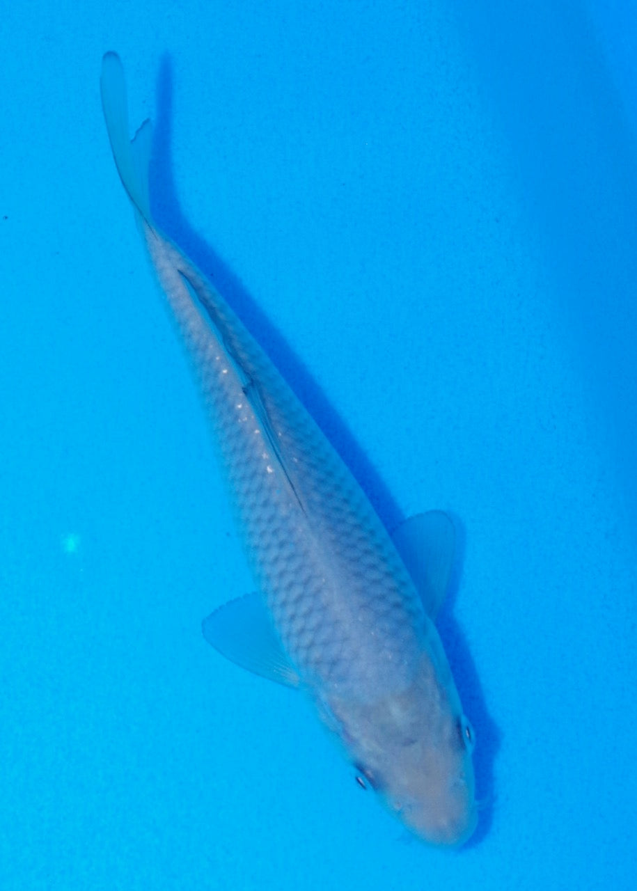 17cm Soragoi