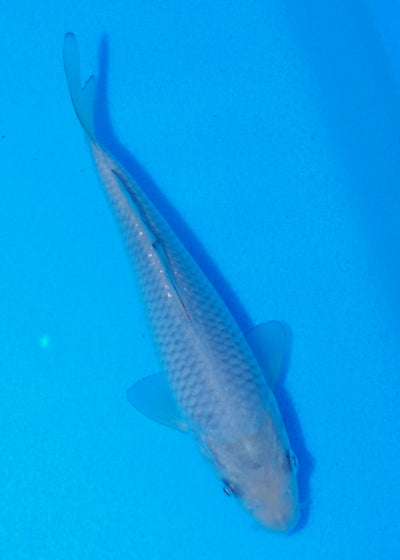 17cm Soragoi