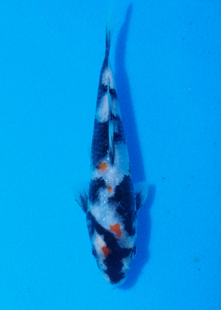 15.5cm Showa