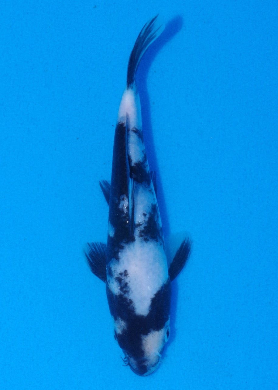 18.5cm Shiro Utsuri