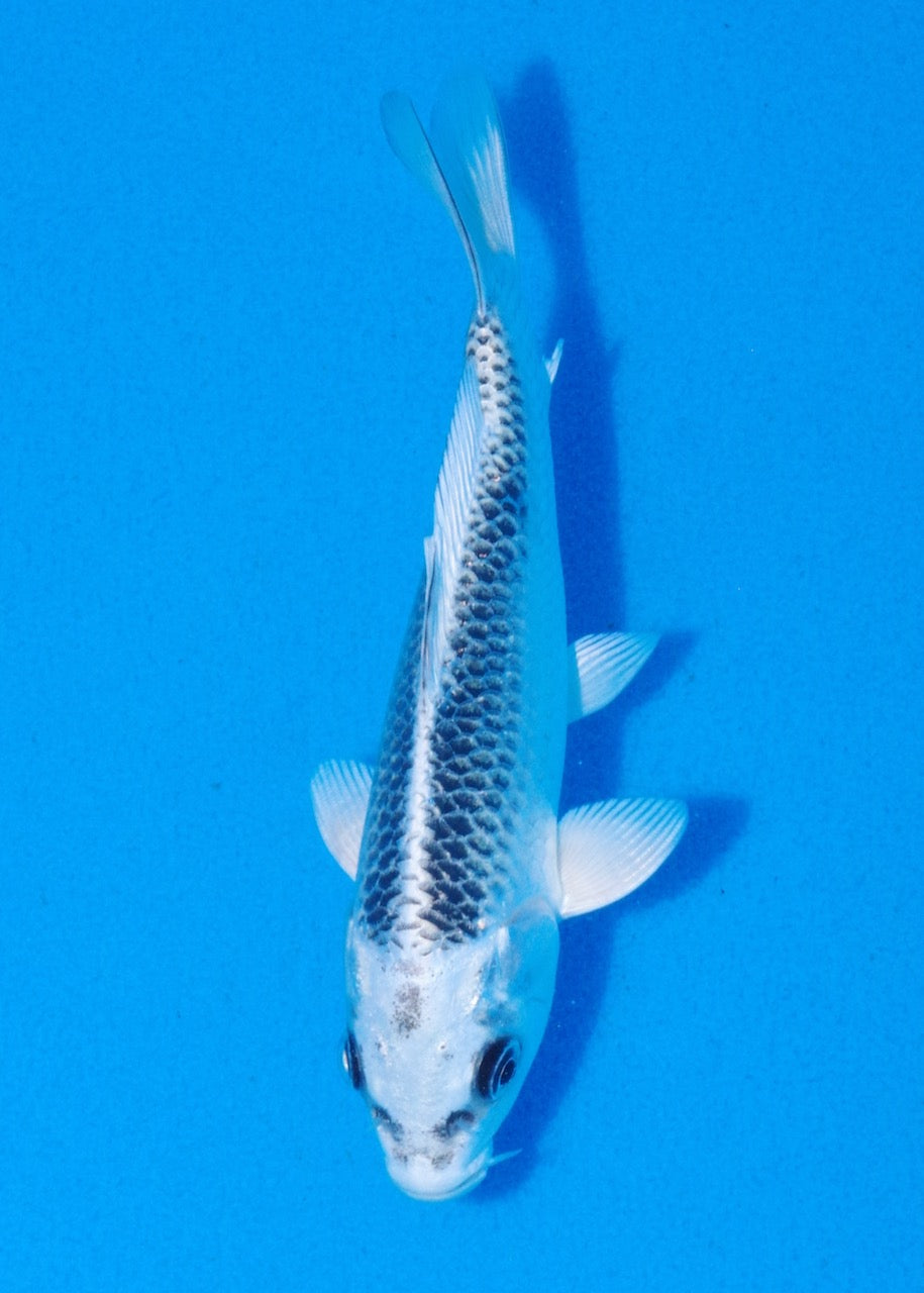 14cm Gin Matsuba
