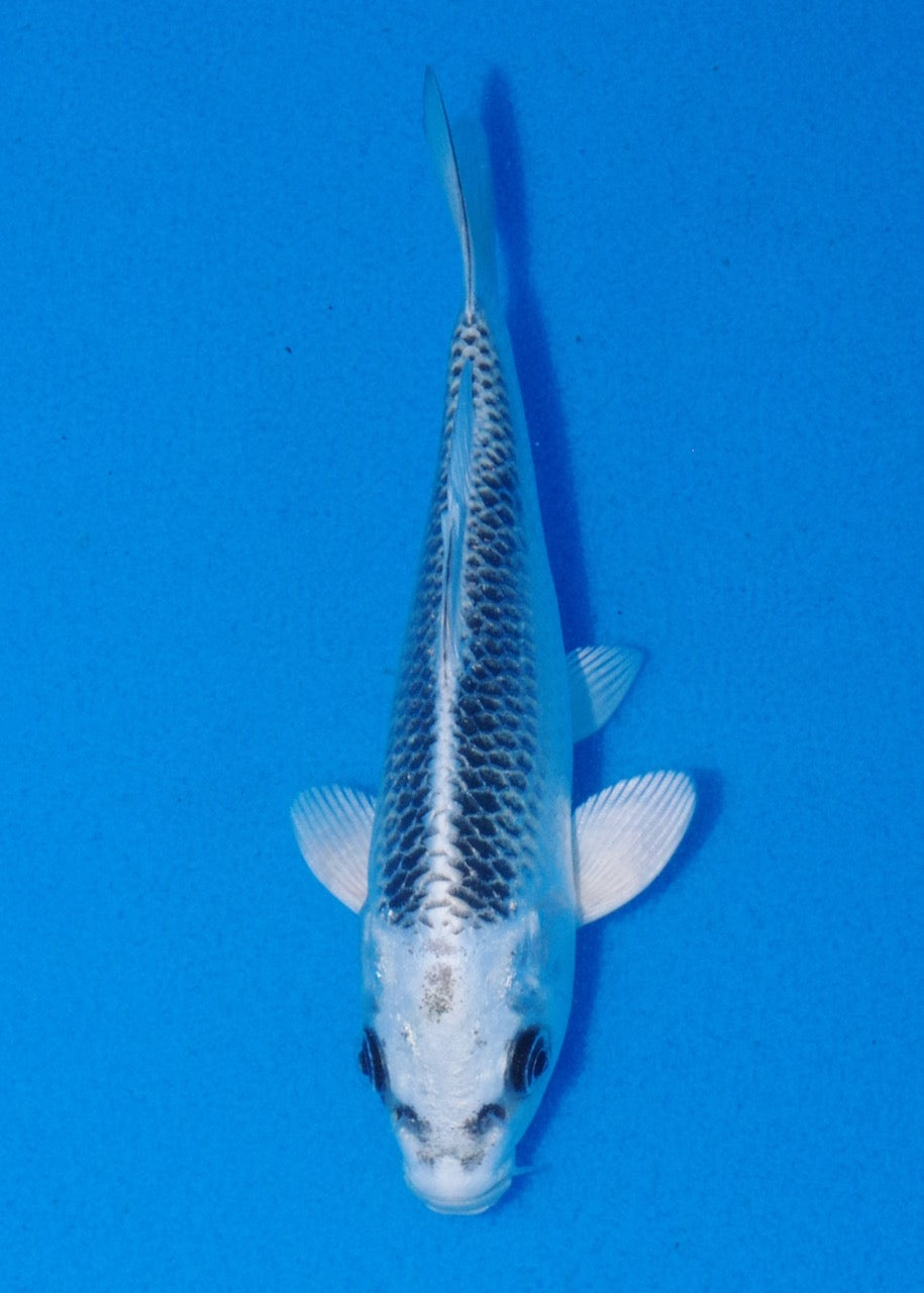 14cm Gin Matsuba