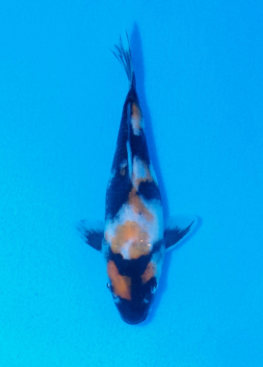 17cm Showa