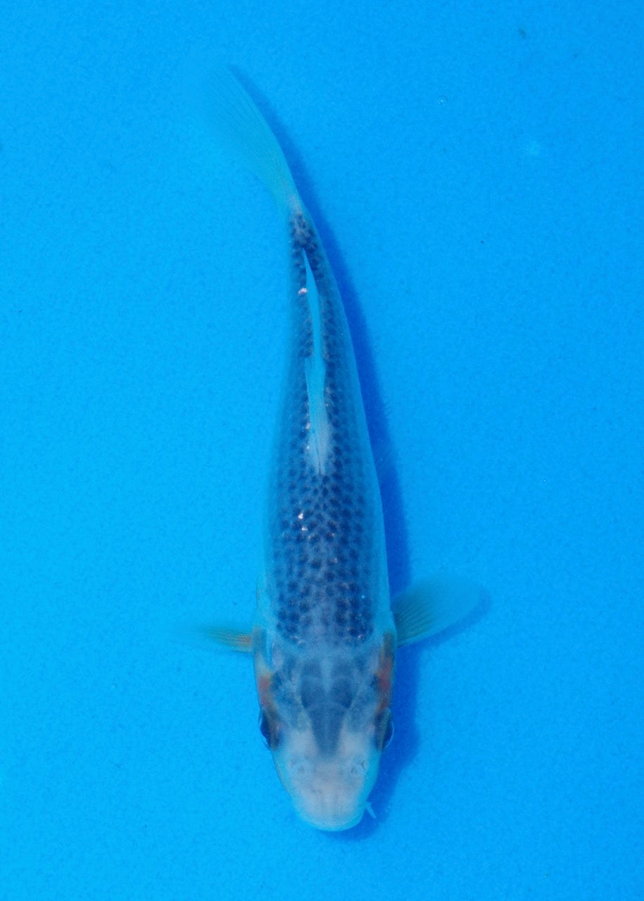 14cm Asagi