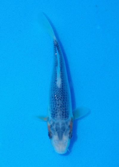 14cm Asagi