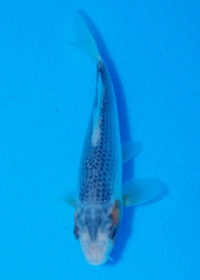 14cm Asagi