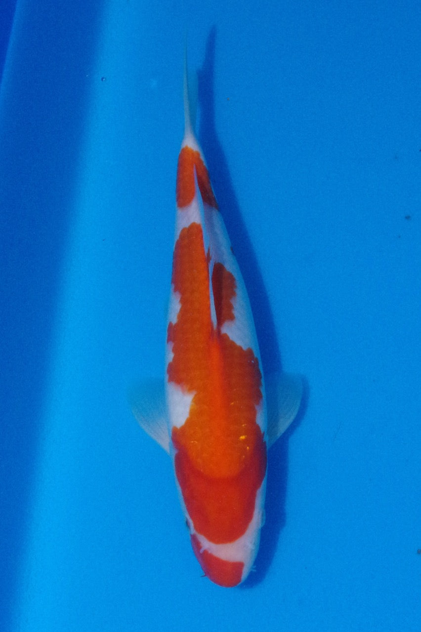 31cm Kohaku