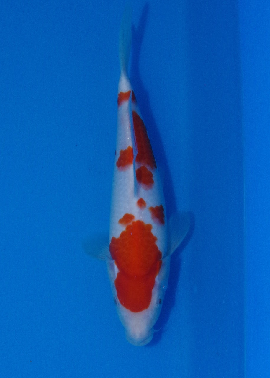 30cm Kohaku