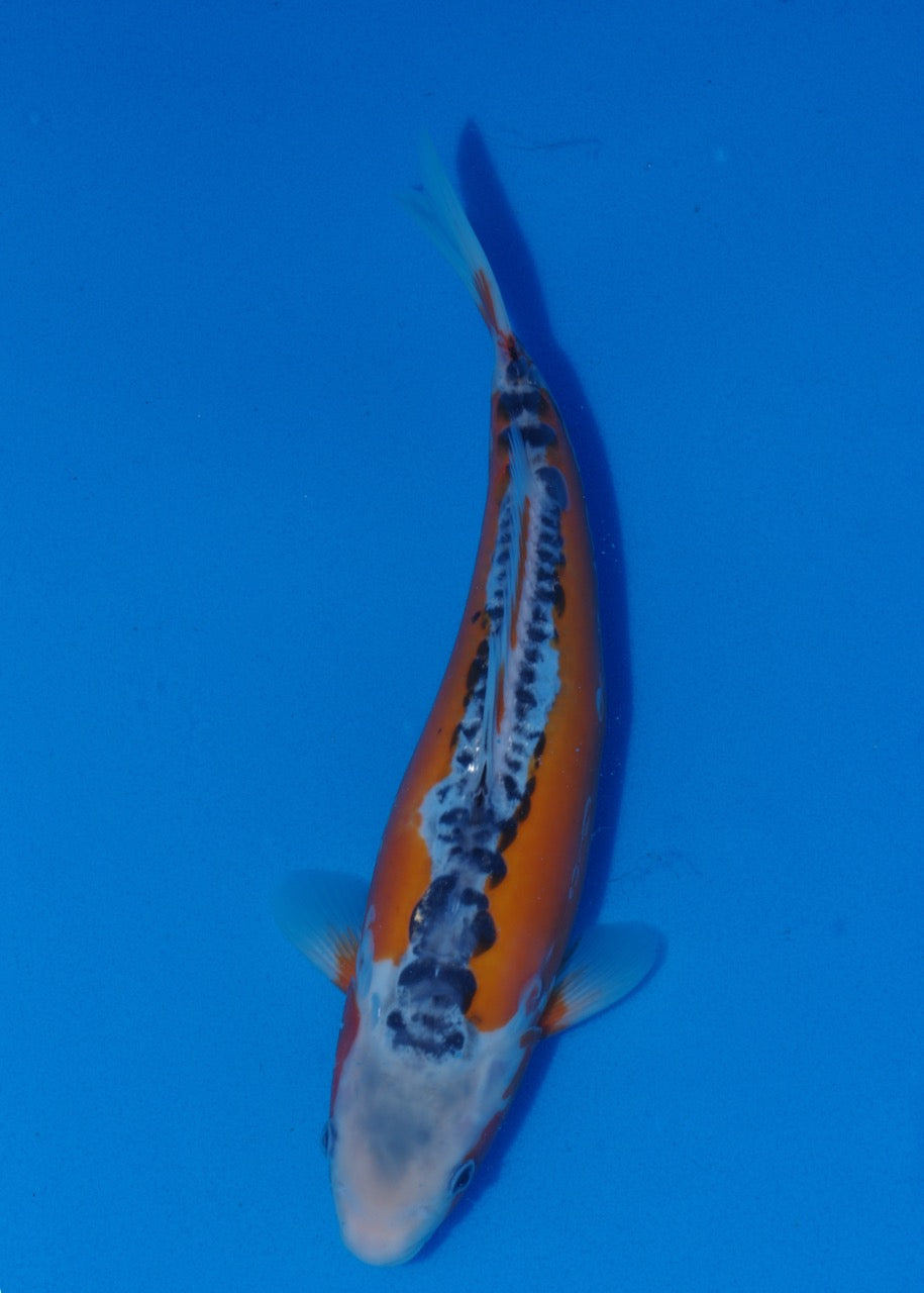 34cm Shusui