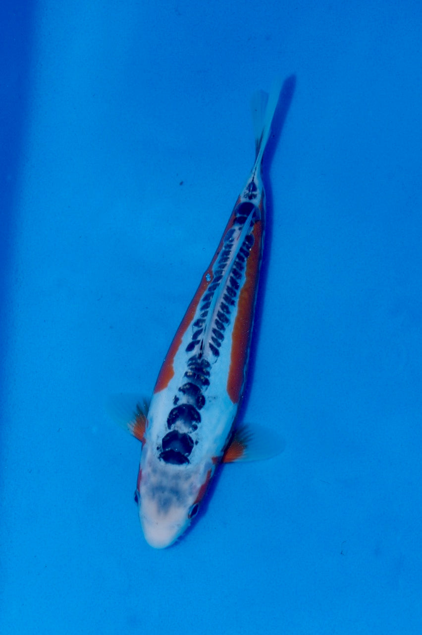 31cm Shusui