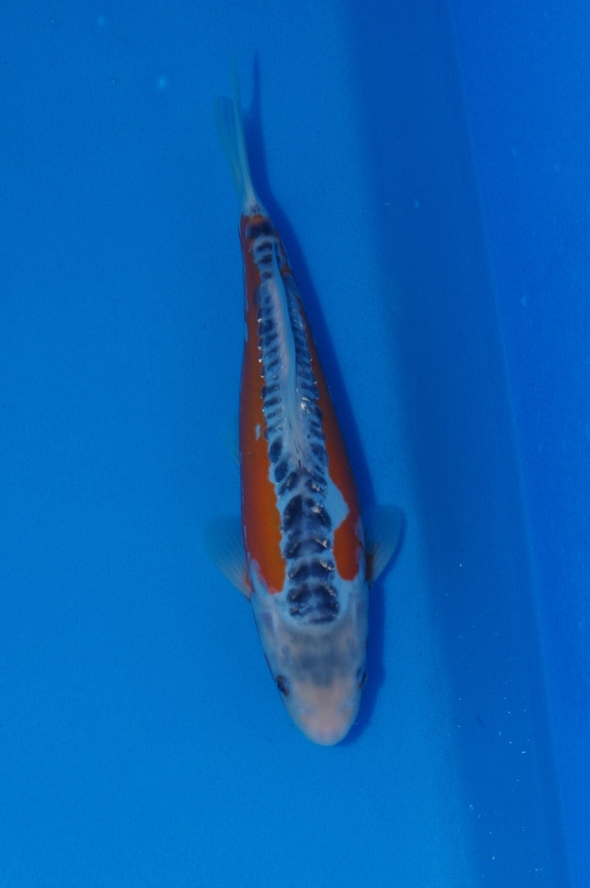 30cm Shusui