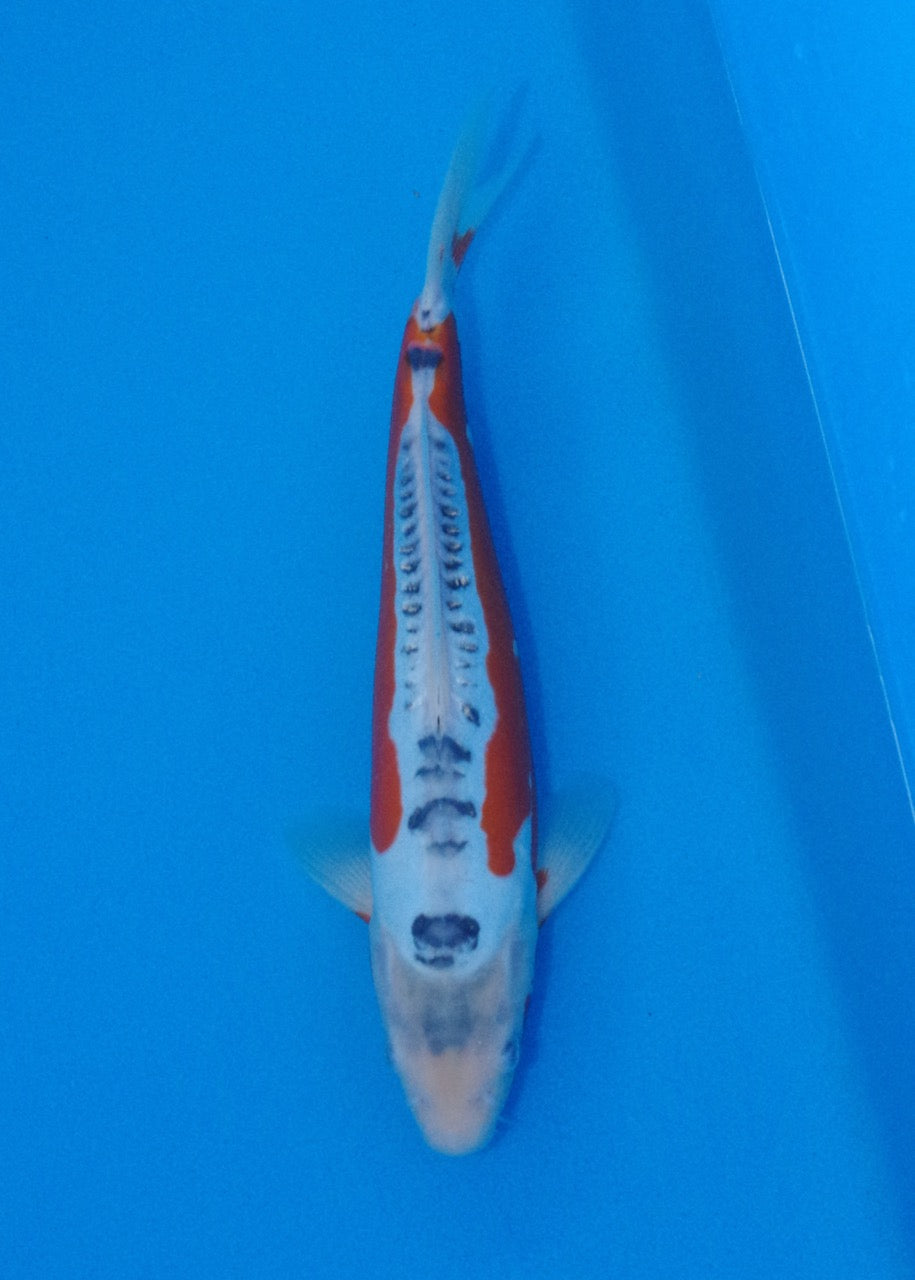 34cm Shusui