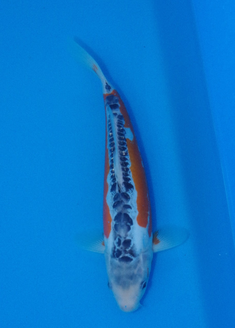 32cm Shusui