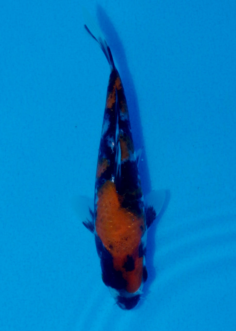 15cm Showa
