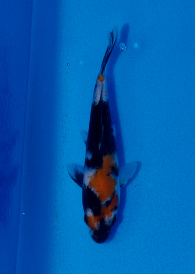 16.5cm Showa