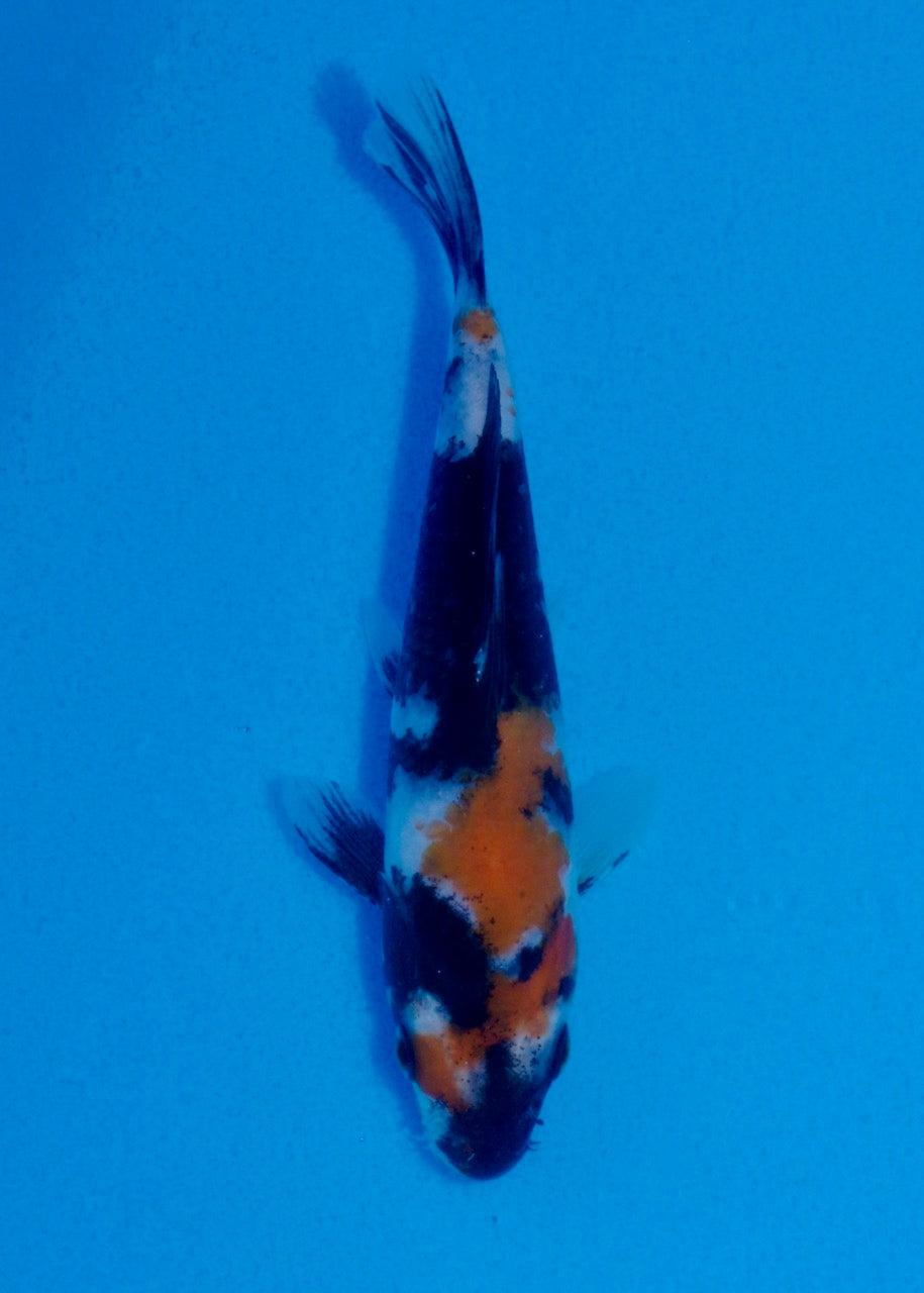 16.5cm Showa