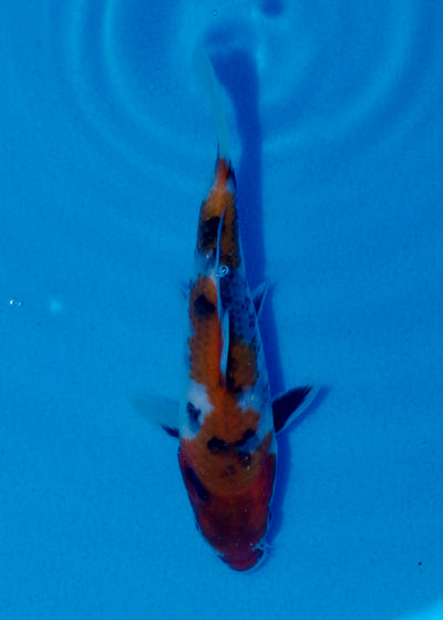 14.5cm Showa