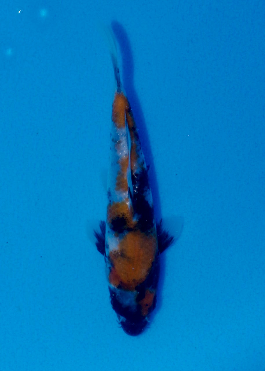 16cm Showa