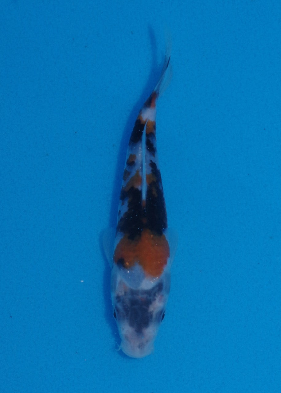 16cm Showa