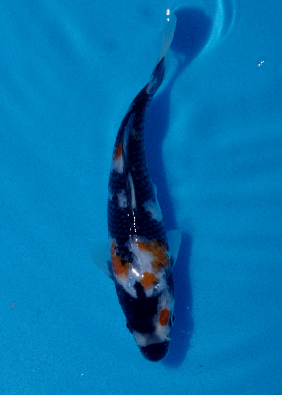 16.5cm Showa