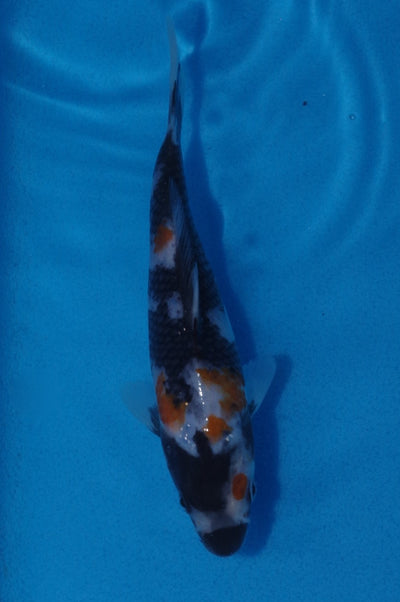 16.5cm Showa