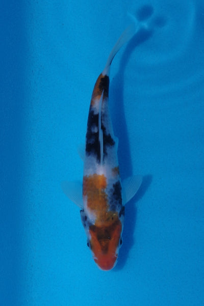 16cm Showa