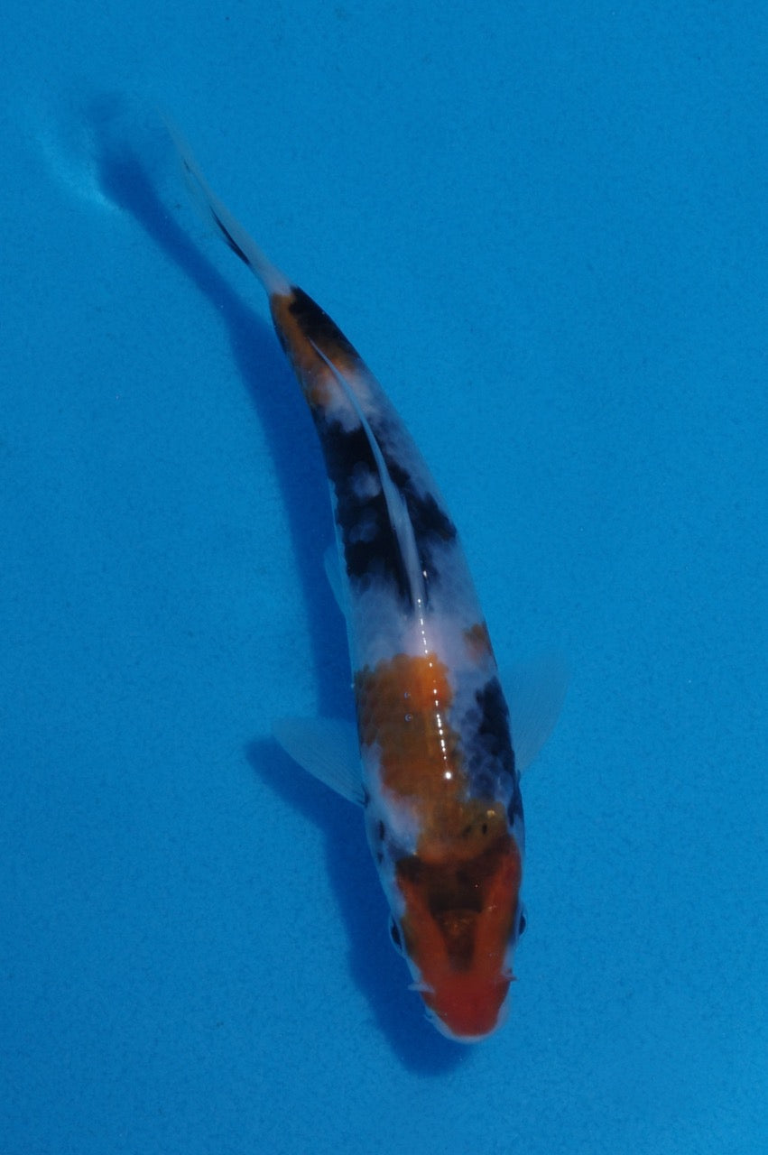16cm Showa