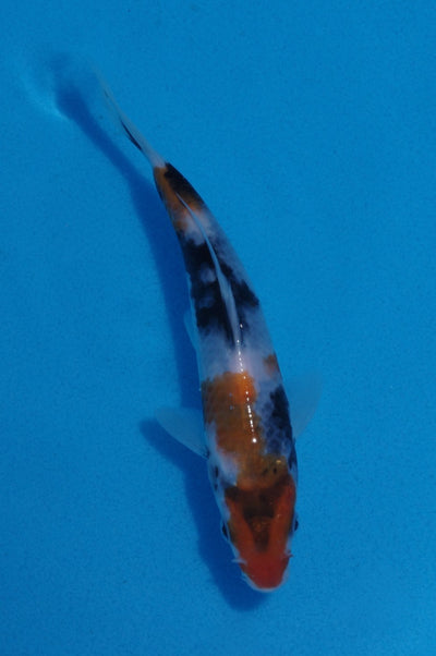 16cm Showa