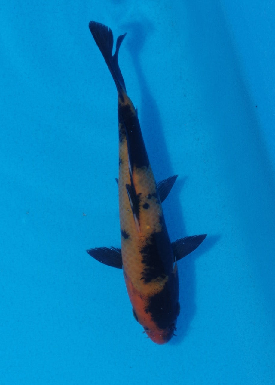 16cm Hi Utsuri