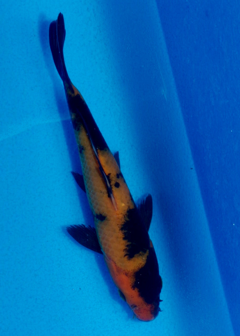 16cm Hi Utsuri