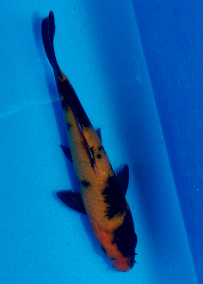 16cm Hi Utsuri