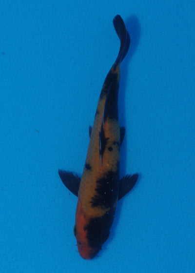 16cm Hi Utsuri