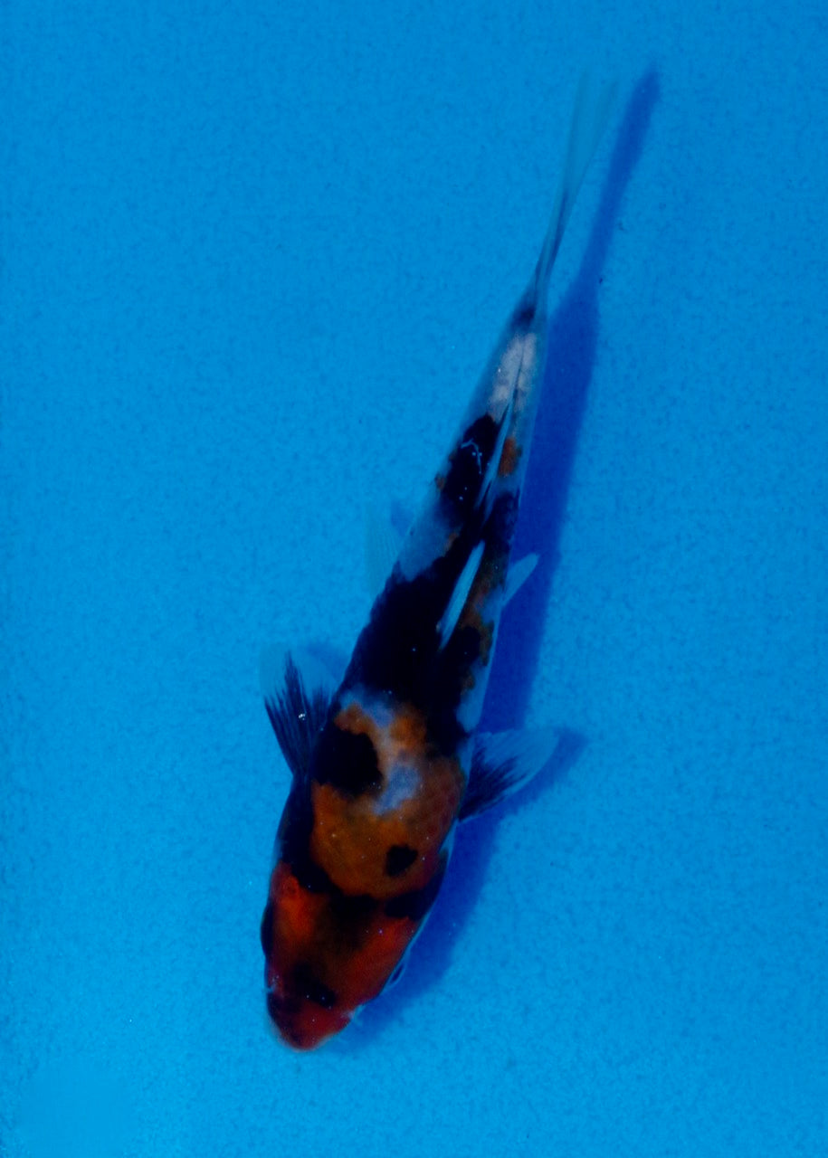 14cm Showa