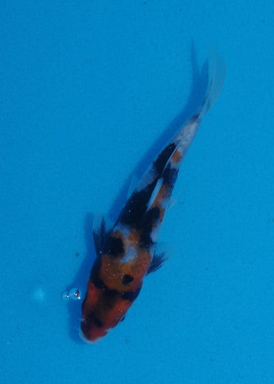 14cm Showa
