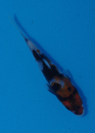 14cm Showa