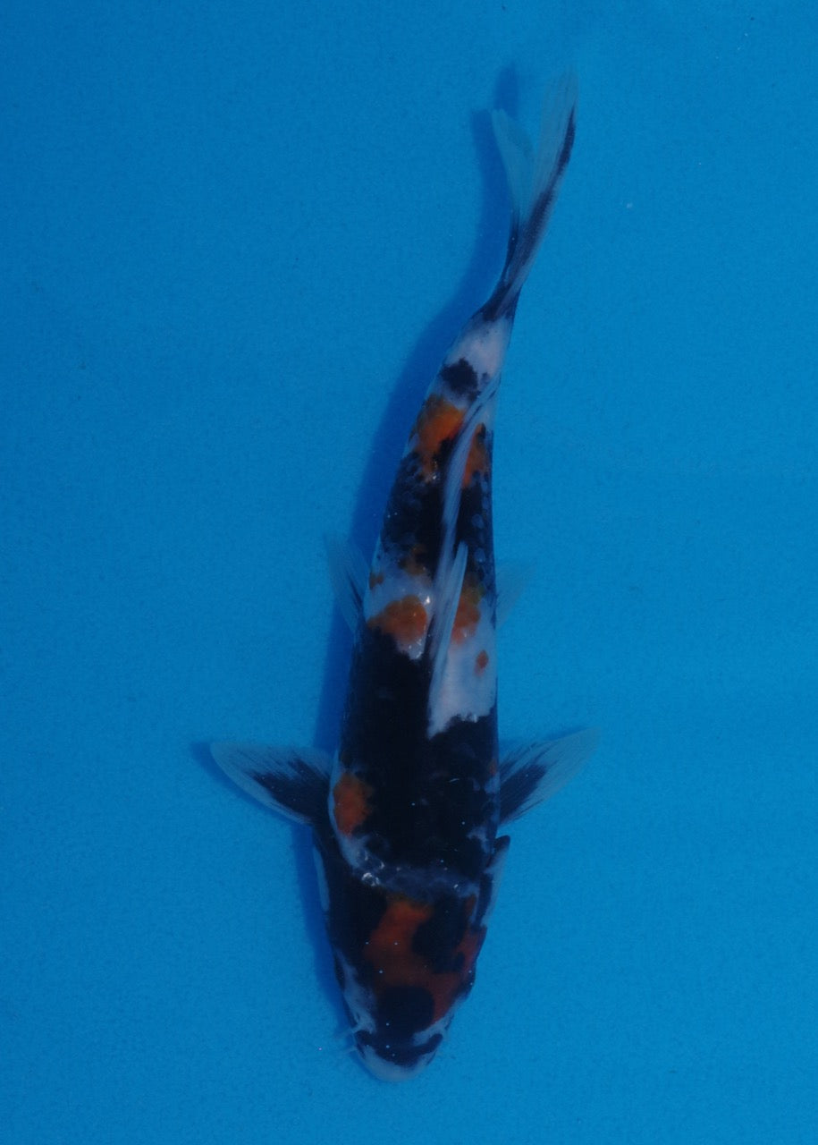 18.5cm Showa