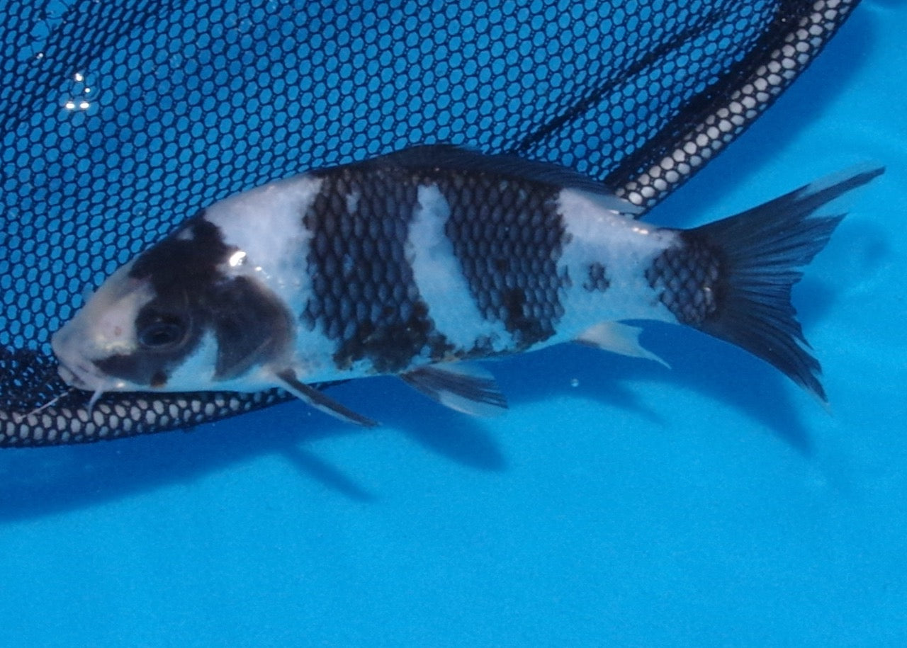 16.5cm Shiro Utsuri