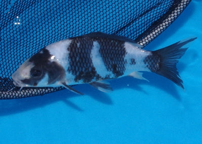 16.5cm Shiro Utsuri