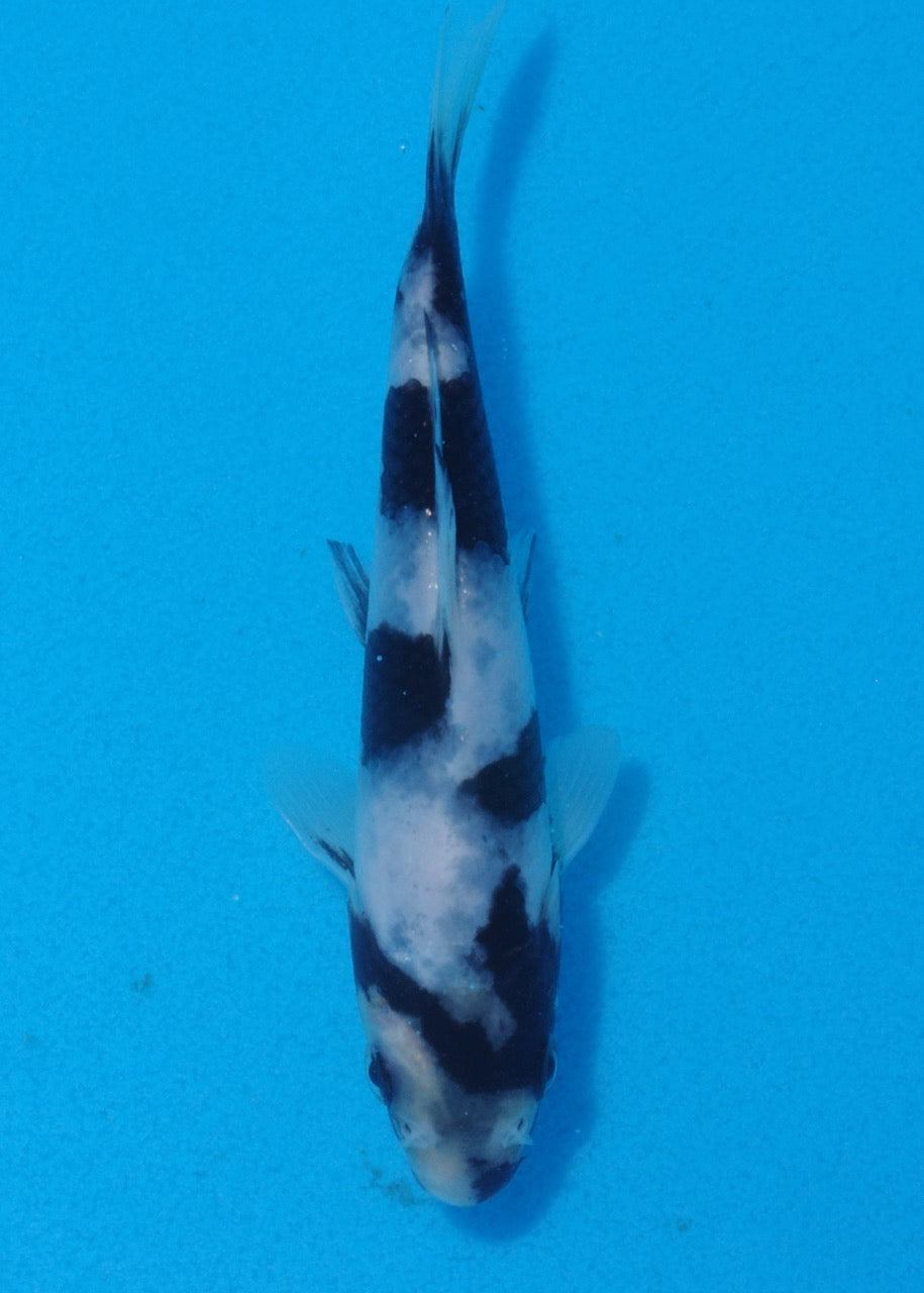 13.5cm Shiro Utsuri