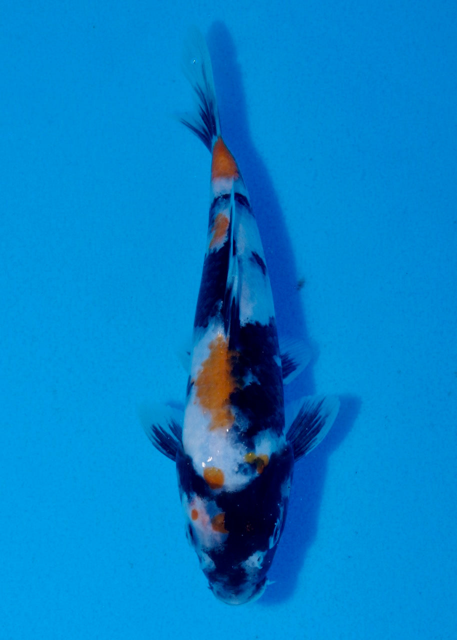 19.5cm Showa