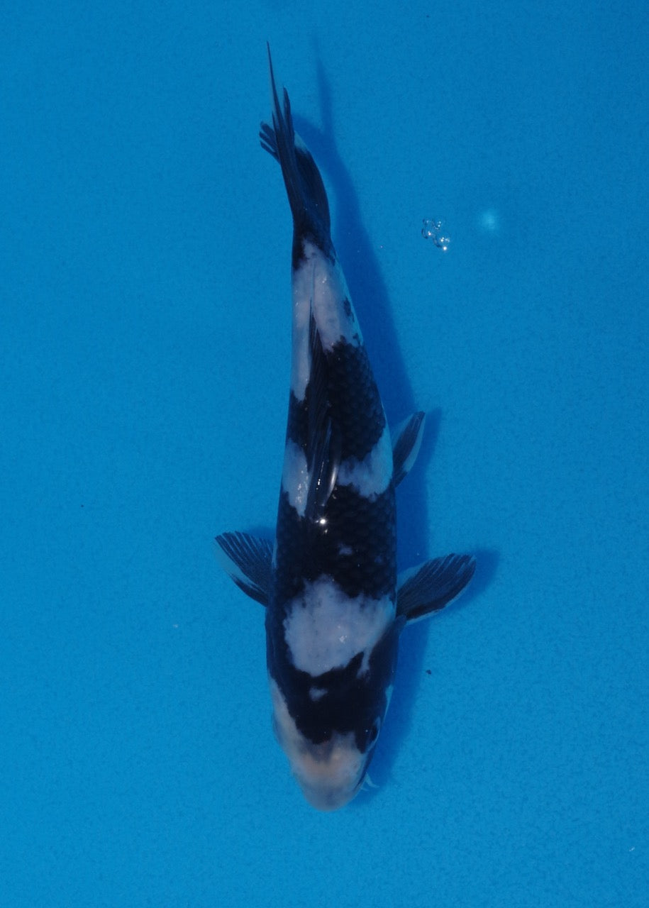 16.5cm Shiro Utsuri