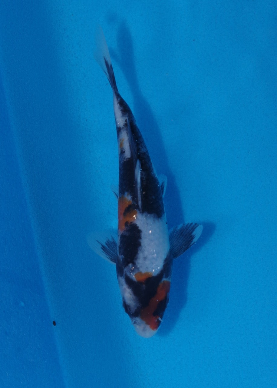 15cm Showa
