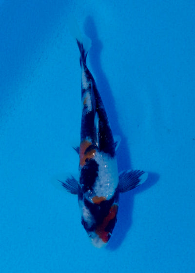 15cm Showa