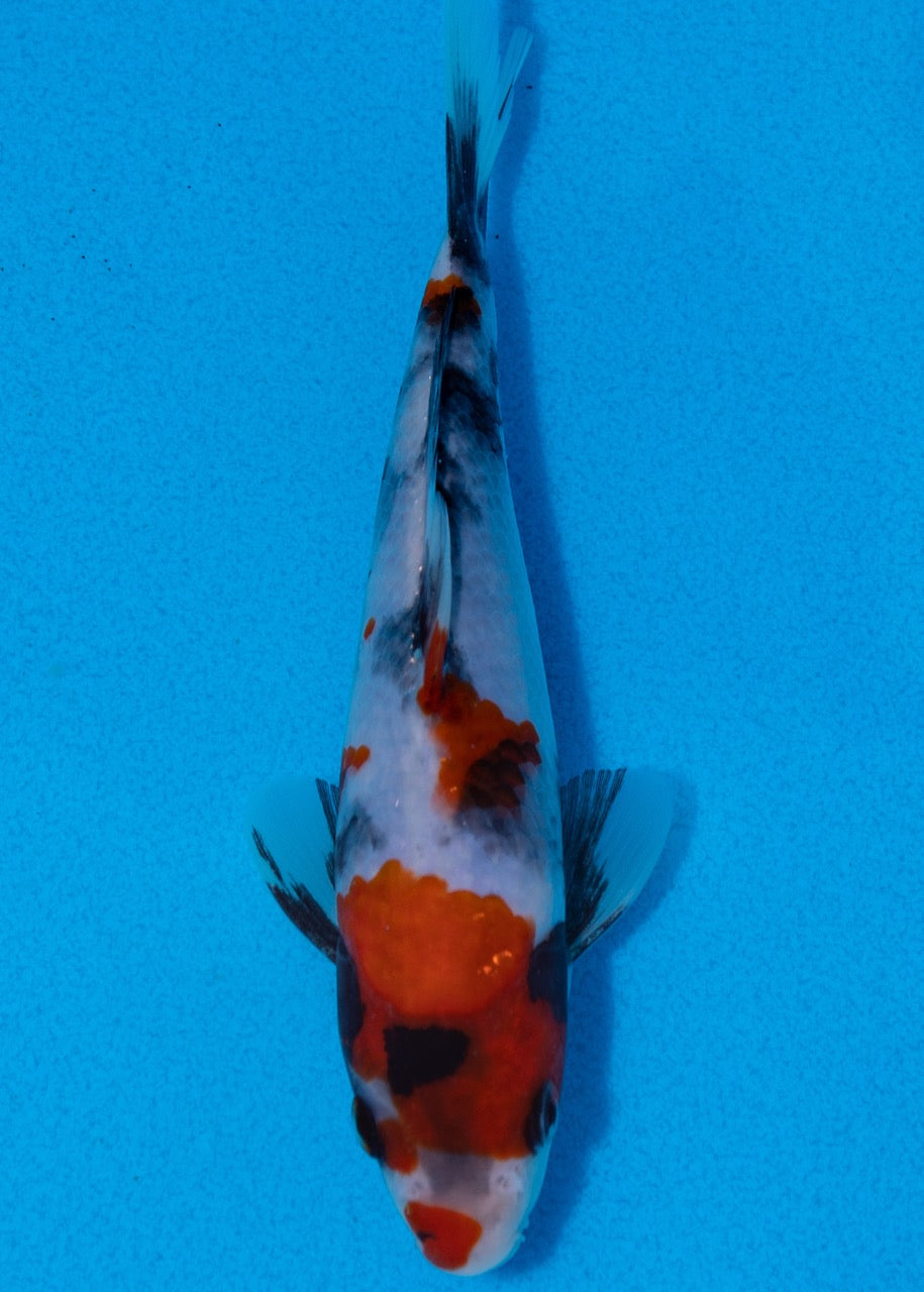 18cm Showa